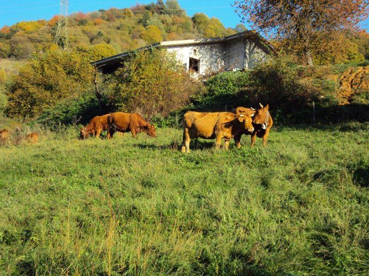 Agriturismo La Part San Zeno di Montagna Kültér fotó